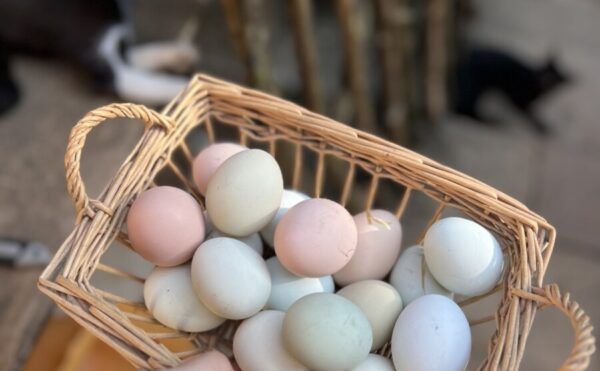 卵の可能性🥚✨