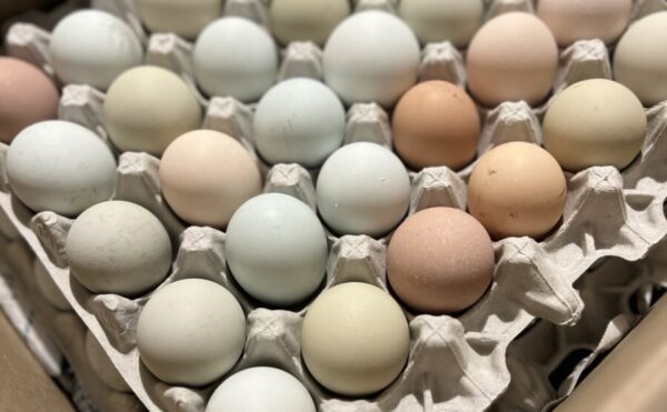 今日はギフト卵（恩送り）の日です🥚🎁