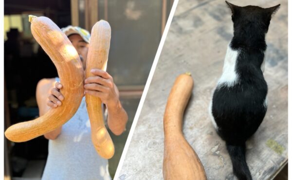 秋の収穫🍂【種という豊かさ🫘】