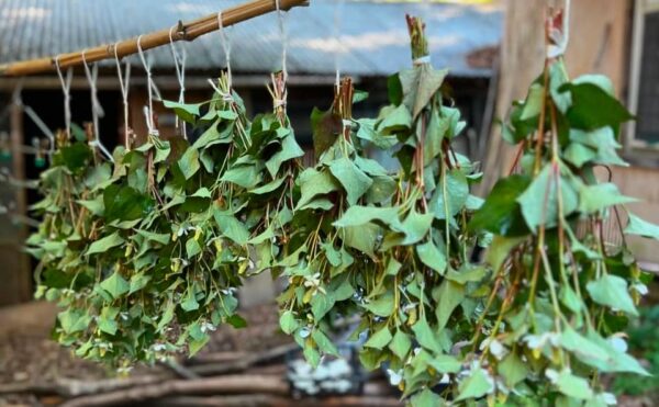 野草茶が好きすぎて